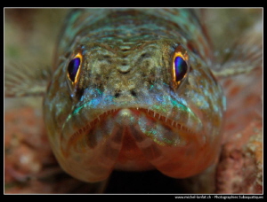 Face to face with a lizard fish... by Michel Lonfat 